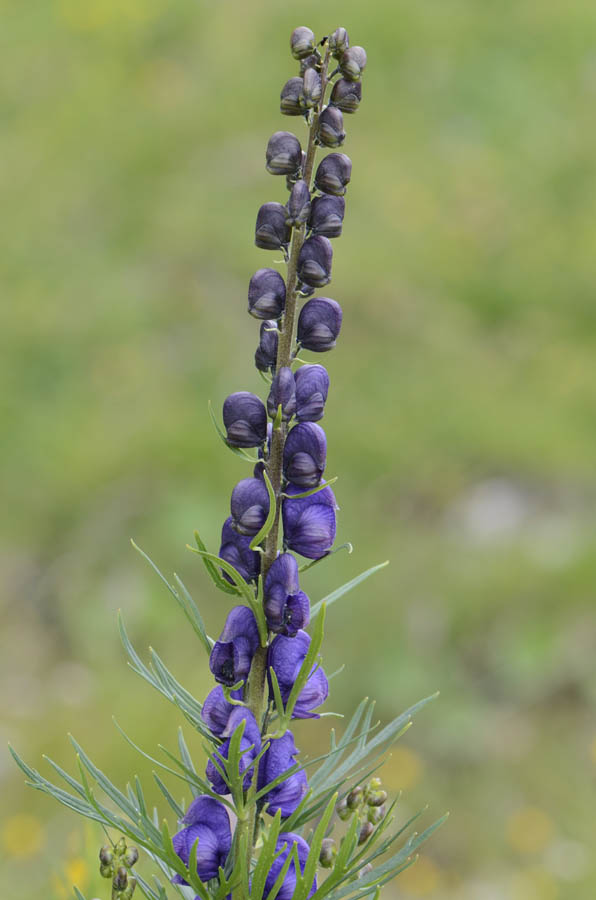 Aconitum napellus?